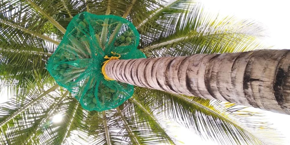 Coconut tree Safety Nets in Chennai